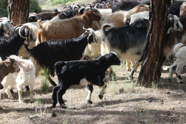 Bu stlerden ise doal peynir elde ediliyor. Hseyin Takn, eine olan akn dalarda trkler syleyerek dile getiriyor.  