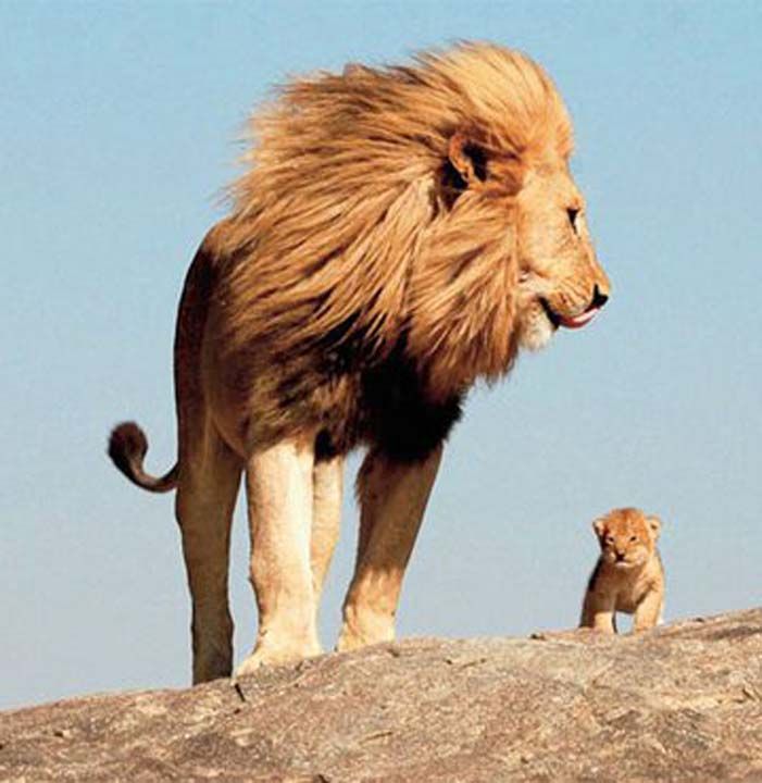 Kuzey Afrika'da bulunduu dnemde yavru bir erkek aslan kendisine altrd ve beslemeye balad.             