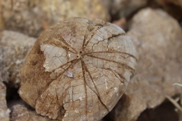 <h2 20px=' border:=' box-sizing:=' font-size:=' line-height:=' margin:=' padding:=' roboto=' style='color: inherit; font-family: '>  	Bir müze yetkilisinin dikkatini çeken fotoraflardaki kayaçlarn, 85 milyon yl öncesine ait olduu tahmin edilen denizkestanesi fosili olduu anlald.</h2>  