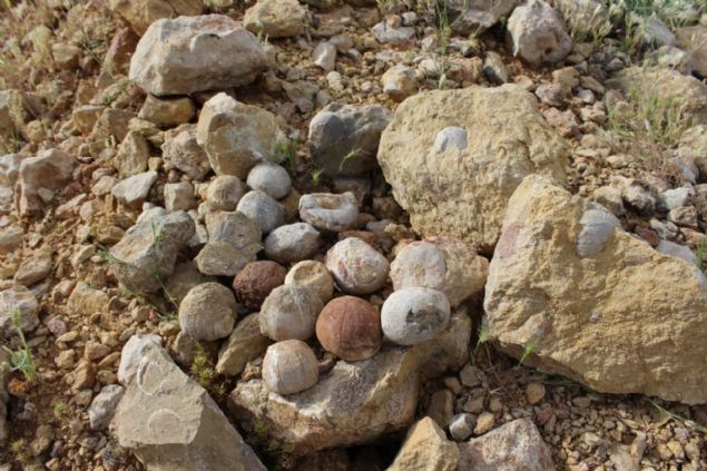 <div class='newsdetailwrap' style='box-sizing: border-box; margin: 0px; padding: 0px; border: 0px; color: rgb(51, 51, 51); font-family: "Roboto Condensed"; font-size: 14px;'>  	<div class='text-area' style='box-sizing: border-box; margin: 0px; padding: 0px; border: 0px; font-size: 19px; line-height: 1.48;'>  		<div style='box-sizing: border-box; margin: 0px; padding: 0px; border: 0px;'>  			Müze müdürü Mehmet Alkan, "Bulunan fosillerin yaklak 85 milyon yl öncesine ait denizkestanesi fosili olduunu düünüyoruz. Kretase dönemine ait olduunu düündüümüz fosiller üzerindeki incelemelerimiz devam ediyor" dedi.</div>  		<div>  			(DHA)</div>  	</div>  </div>  