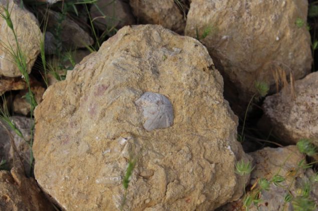 <div style='box-sizing: border-box; margin: 0px; padding: 0px; border: 0px; color: rgb(51, 51, 51); font-family: "Roboto Condensed"; font-size: 19px;'>  	Müze çalanlar, kayaçlarn aslnda 85 milyon yl öncesine ait olduu düünülen denizkestanesi fosili olduunu belirledi.</div>  <div>  	 </div>  