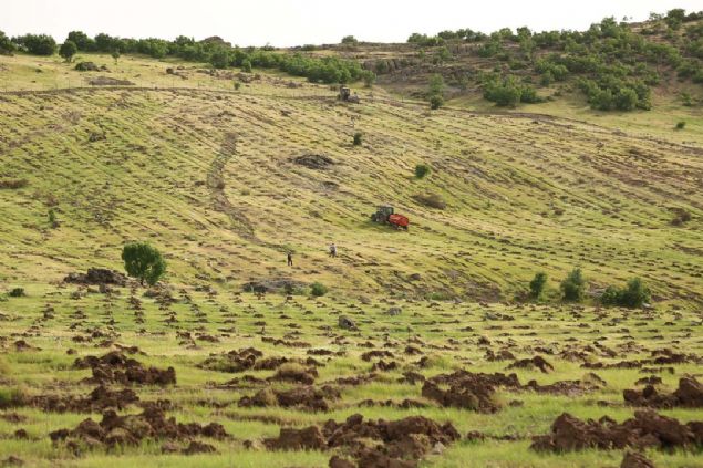 2019 yl sonu itibariyle bu retim alanmz 10 bin dnmn zerine, rn miktarn da 750 tonun zerine karma gayreti ierisindeyiz...  