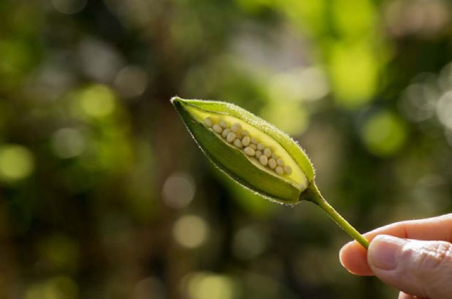 -erdii vitamin ve mineraller sayesinde vcudun baklk sistemini glendiriyor.   