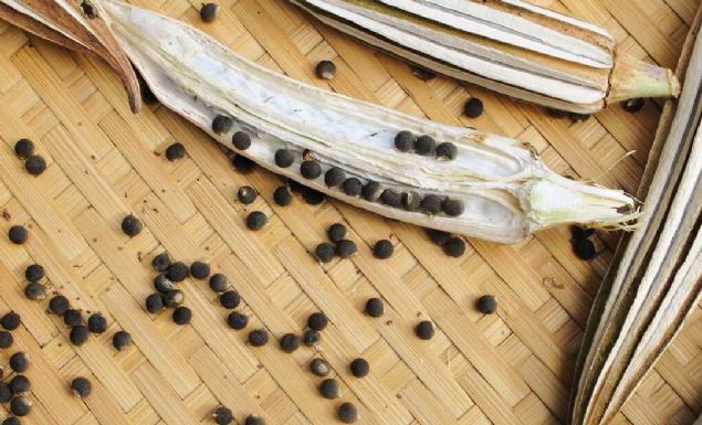 Bamya tohumu, ierdii; C, B ve K vitamini, potasyum, folik asit ve kalsiyum bakmndan olduka zengin bir besin.   <br><br>  Habertrk'ten Ceyda Erenolu'nun haberine gre zengin lif ieriine sahip olma zelliiyle de dikkat ekiyor.  <br><br>  Beslenme ve Diyet Blm'nden Uzman Diyetisyen Gzdenur avu, son zamanlarda aratrma konusu olan bamya tohumunun sala yararl ynleriyle ilgili nemli bilgiler veriyor.  <br><br>  te bamya tohumunun faydalar...    