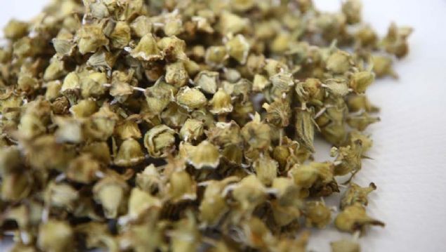 -zellikle diz ars, dizde sv kayb, kirelenme ve menisks gibi dizle ilgili rahatszlklarn tedavisinde doal fitoterapik bir bitki olarak deerlendiriliyor.    