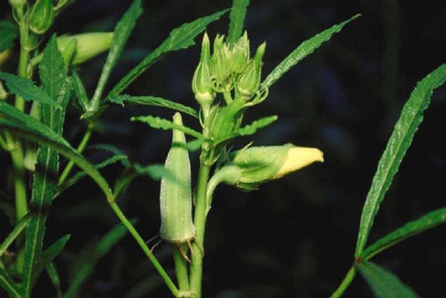 -Yksek posa ierii sayesinde uzun sre tokluk hissi veriyor ve zayflamaya yardmc bir besin olarak deerlendiriliyor. 