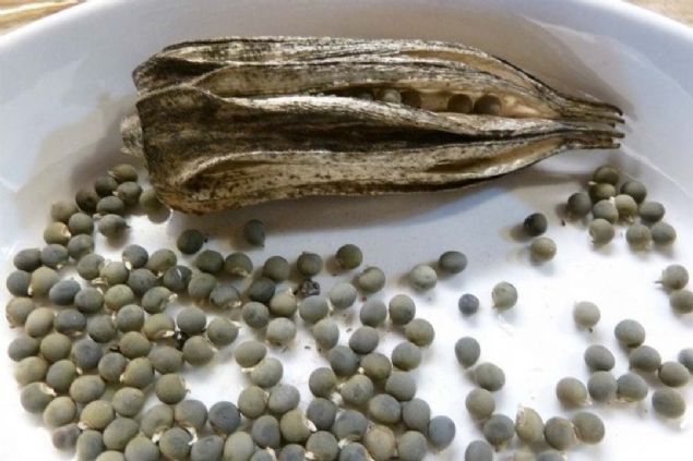 Bamya tohumlar diz arlarndan kirelenmeye, gastrit ve refl gibi rahatszlklardan astma birok salk sorununa iyi geldii iddia ediliyor ama bamya tohumunun faydalar bu kadarla kalmyor.   <br><br>  Peki bamya ve bamya tohumu hangi hastalklar nlyor?      