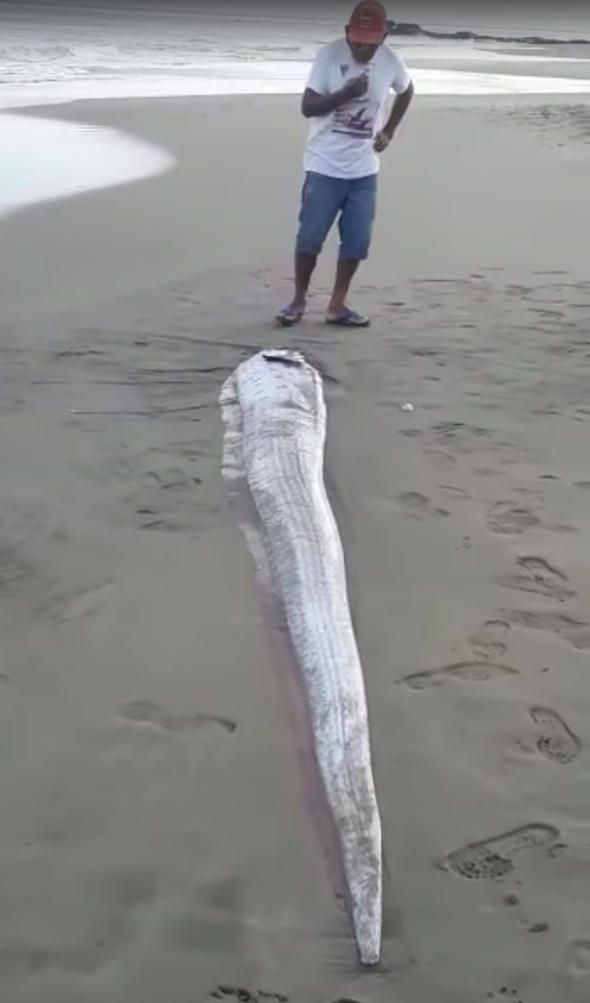  Ge�ti�imiz per�embe g�n� karaya vuran bal��� bulan ki�i, bal���n foto�raf�n� 'Vichayito'da bu bal��� k�y�da bulduk, umar�z kazara k�y�ya vurmu�tur ve k�t� bir olay�n habercisi de�ildir' notu ile sosyal medyada payla�t�.        