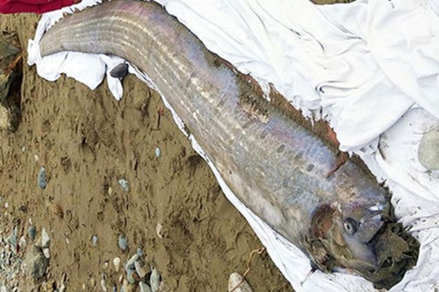  Bal���n k�y�ya vurmas� ve depremler aras�ndaki ba�lant� hakk�nda bilimsel olarak bir kan�t bulunmuyor.          