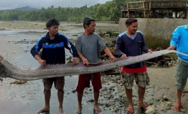   K�rek bal���n�n 11 metre uzunlu�a kadar eri�ti�i biliniyor.      