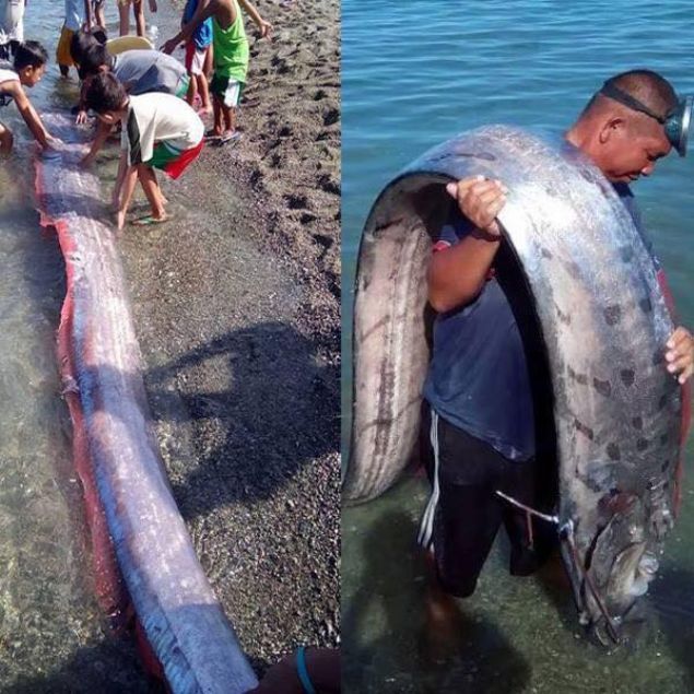 Bahsi ge�en bal�k t�r� b�lgede ge�ti�imiz �ubat ay�nda da g�r�Lm�� ve hemen ard�ndan 22 �ubat 2019 tarihinde Ekvador'da 7.5 ve 1 Mart 2019'da Peru'da 7.1 b�y�kl���nde deprem meydana gelmi�ti.      