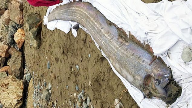  8 b�y�kl���ndeki depremden yaln�zca �� g�n �nce �lkenin Mancora kentinde yer alan Vichayito Plaj�'nda k�rek bal��� g�r�ld�.         