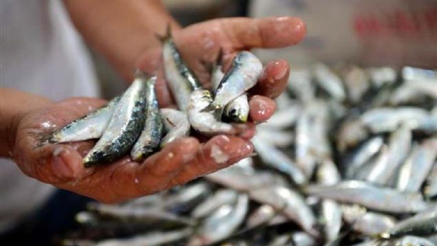 Ayn zamanda ok da ekonomik. Tazesini de konservesini de bol bol tketmeye aln.                      