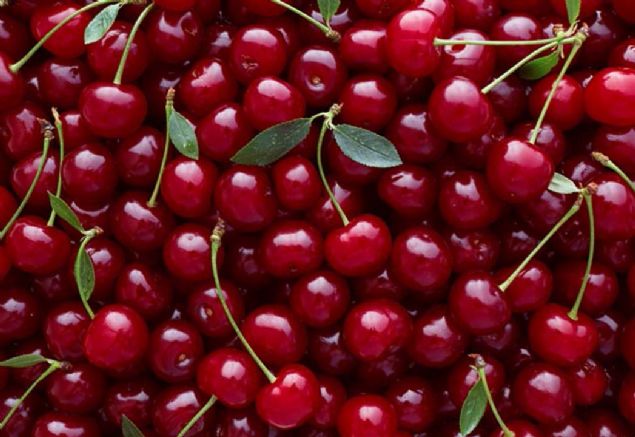 Ayn zamanda farelerin bel blgelerindeki yalanma da daha azd ki bu da kalp hastalyla ilikilendirilen bir faktr.                      