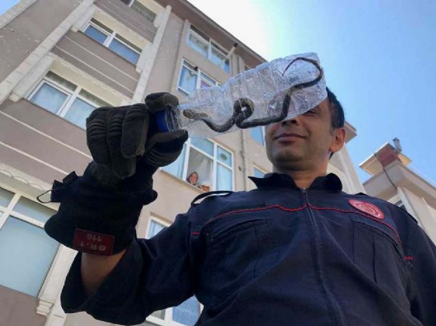 stanbul Fatih'te bir daireye giren ylan korkulu anlar yaanmasna neden oldu. 