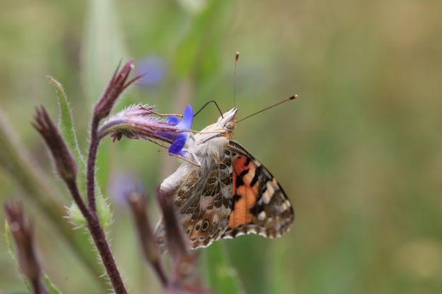 <p style='box-sizing: border-box; margin: 0px 0px 10px; padding: 0px; border: 0px; list-style-type: none; color: rgb(51, 51, 51); font-family: "Roboto Condensed"; font-size: 19px;'>  	Bölgede diken kelebekleri üzerine aratrma yapan Erciyes Üniversitesi Mühendislik Fakültesi Doktor Öretim Üyesi Evrim Karaçetin, AA muhabirine, Türkiye ve dünyann her yerinde görülebilen diken kelebeinin göçünün çok fark edilmediini söyledi.</p>  <div>  	 </div>  