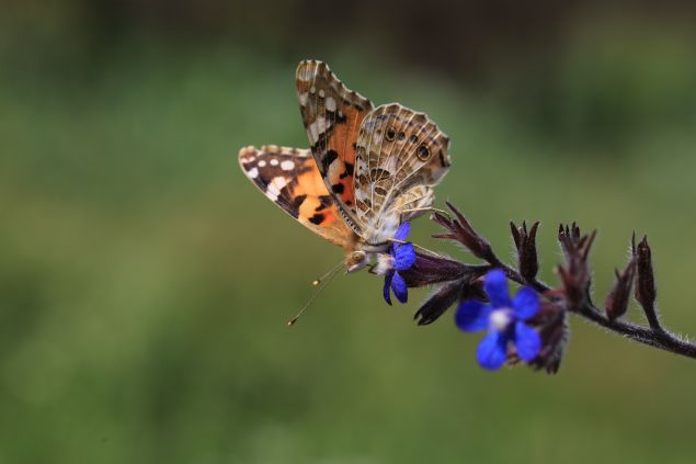 <p style='box-sizing: border-box; margin: 0px 0px 10px; padding: 0px; border: 0px; list-style-type: none; color: rgb(51, 51, 51); font-family: "Roboto Condensed"; font-size: 19px;'>  	<strong style='box-sizing: border-box; margin: 0px; padding: 0px; border: 0px;'>- "BATIYA YÖNELDKLERN BELRLEDK"</strong></p>  <p style='box-sizing: border-box; margin: 0px 0px 10px; padding: 0px; border: 0px; list-style-type: none; color: rgb(51, 51, 51); font-family: "Roboto Condensed"; font-size: 19px;'>  	Karaçetin, diken kelebeinin göç yaantsyla ilgili aratrmalarn devam ettiine vurgu yaparak, sözlerini öyle tamamlad: "u ana kadar Türkiye'de bu kelebein nasl göç ettiini bilmiyorduk. Bu sayede kelebein aslnda daha çok batya yöneldiini belirledik. Böylece bu kelebein hareketini ilk defa ortaya çkardk. Kelebein göçü dier canllarn göçünden biraz daha farkl. Kelebein göçü nesiller halinde sürüyor. Kozadan çktktan sonra göçlerine devam ediyorlar. Bu srada çiftleip yumurta brakyorlar. Bunlarn yavrular göçe kaldklar yerden devam ediyor. Yani nesiller halinde devam eden bir göç. Tek bir nesil halinde bu göç devam etmiyor. u ana kadar yaplan aratrmalarda bir göç rotasnn dört nesilde tamamland belirtiliyor. Bununla ilgili aratrmalar da devam ediyor."</p>  <p style='box-sizing: border-box; margin: 0px 0px 10px; padding: 0px; border: 0px; list-style-type: none; color: rgb(51, 51, 51); font-family: "Roboto Condensed"; font-size: 19px;'>  	(AA)</p>  