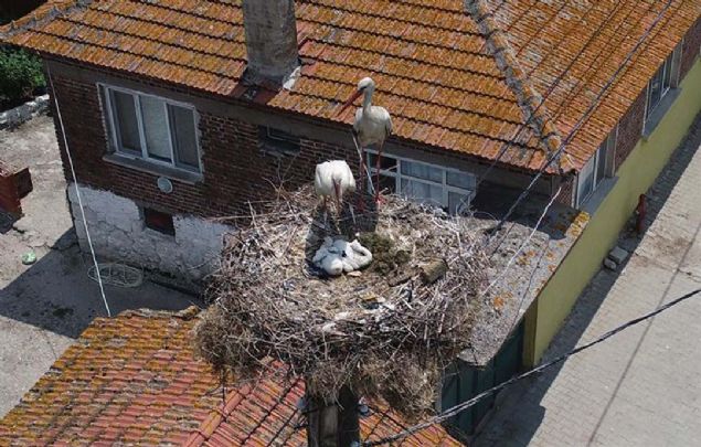 Evlerin atlarndaki leylekleri gren ziyaretilerde bu anlar fotoraflayarak lmszletirdi.          