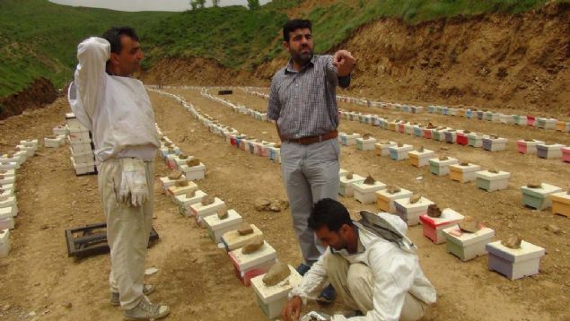 Bitlisli ar�c�lardan Caner G�ng�rd�, kurduklar� i�letmeyle profesyonel anlamda ana ar�c�l�k �retimi yaparak �evre illere satt�klar�n� s�yledi.    