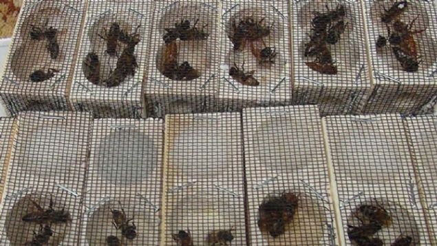 Kalitesiyle �nl� Bitlis karakovan bal�, 2017 y�l�nda 120 �lkeden 600 yar��mac�n�n kat�ld��� 45. Apimondia Ar�c�l�k Kongresinde d�nya ���nc�s� olmu�tu.    