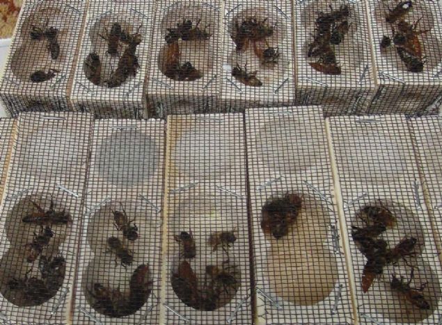 Ana ar� 20-25 g�n i�erisinde sat��a haz�r hale geliyor. Tanesini 40 liradan sat�yoruz. T�rkiye'nin her taraf�na g�nderebiliyoruz... 