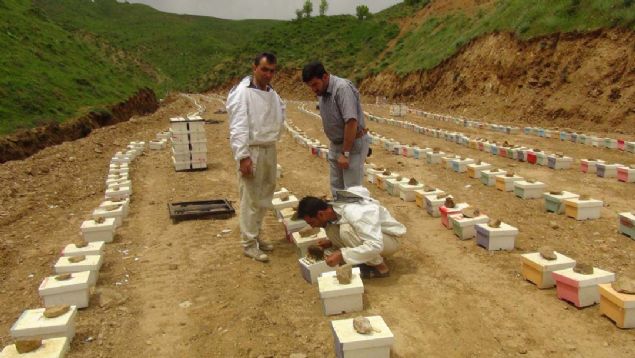 Ufak bir i�letmemiz vard�, 100-200 kutu kapasiteli. Bu y�ldan itibaren bin 400 kutu kapasiteli i�letmemiz oldu. �evre illerdeki tek i�letme benim i�letmemdir...   