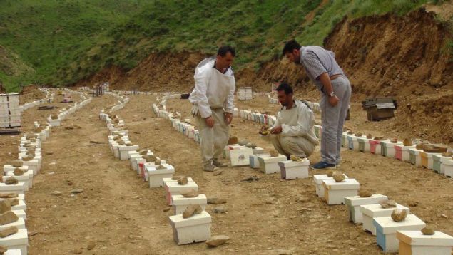 Bu �evreye uyan, iyi bal yapan, fazla sald�rgan olmayan ar� �rklar�yla �al���p ar�c�l��a hizmet etmeye �al���yoruz.' dedi.    