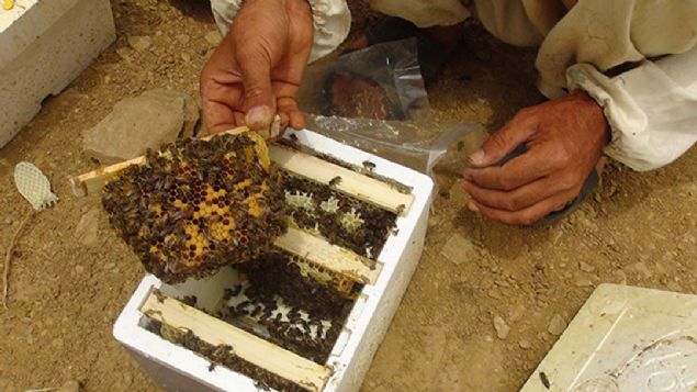 Bitlisli ar�c�lar, kaliteli bal �retmenin yan�nda ana ar� �retiminde de ata�a ge�ti.     