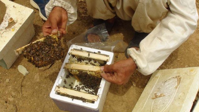 �u an �ok talep var. Taleplere yeti�emiyoruz. S�rayla sipari�leri g�nderiyoruz. Saf dam�zl�klar�m�z var... 