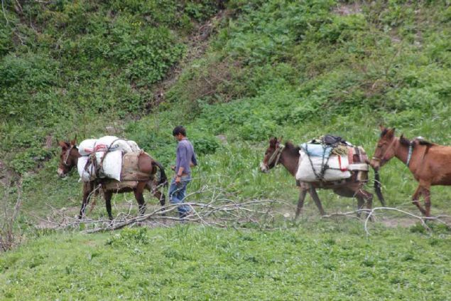Da� yama�lar�nda otlar�n aras�nda yeti�en mantarlar� satmak i�in toplad�klar�n� belirten k�yl�lerden Hac� Bas�r, aile b�t�esine katk� sa�lamak i�in sabah�n erken saatlerinde mantar toplamaya gittiklerini, toplad�klar� mantarlar� �ehir merkezine getirerek satt�klar�n� s�yledi.  
