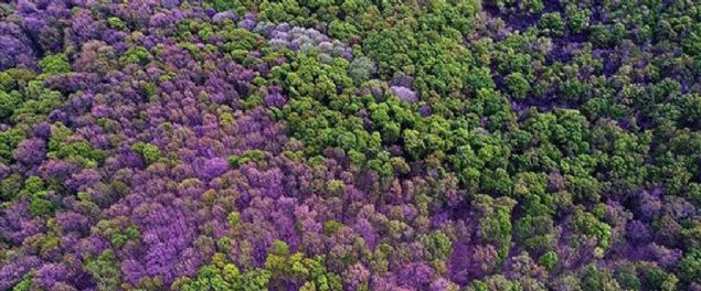 BBC'nin haberine gre, Stockholm niversitesi'nden bilim adamlar ile ngiltere Kraliyet Botanik Baheleri aratrmaclar, yaptklar almada son 250 senede dnyada 571 bitki trnn yok olduunu saptad.   
