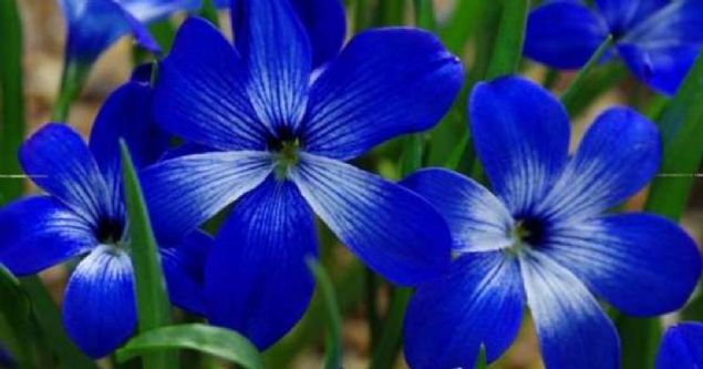 'nsanlar dahil binlerce yaam tr, yaamak iin bitkilere ihtiya duyuyor...  