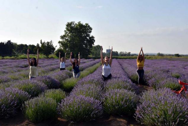 Edirne Tarmsal Aratrma Enstitsnn bu yl ikincisini dzenledii 'Lavanta Tarla Gnleri' kapsamnda enstitye ait lavanta tarlalarnda konserler, syleiler, bilgilendirme ve lavanta ya skma gsterileri dzenleniyor.       