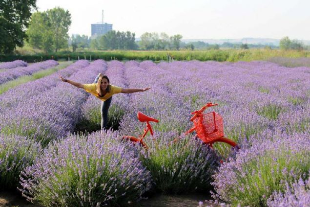 Lavantann erbetini, kurabiyesini, dondurmasn ve lokumunu reten esnaf, ziyaretileri kentte en gzel ekilde arlamak iin hazrlklarn tamamlad.      