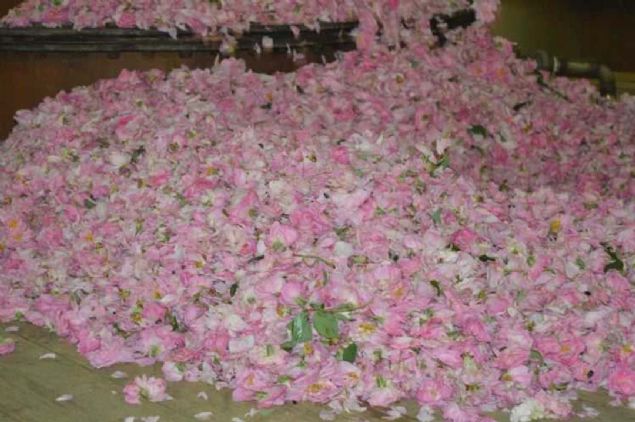 'Tesisimizin ylda 800 ton gl ileme kapasitesi var. Fakat blgemizin gl retimi 200 ton civarnda. Bir kilogram gl ya elde etmek iin 3 buuk ton gl ieini kaynatp damtyoruz.  