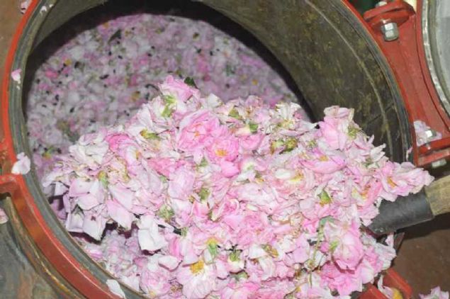 Kooperatifimiz doal ve organik gl ya retimi yapyor. Ekolojik gl ile konvansiyonel gl arasnda sadece, sertifikal tarm ilac kullanlm olmas fark var.   