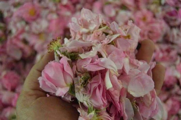 Ekolojik gl yann ila, konvansiyonel gl yann ise kozmetik sanayisinin hammaddesi olduuna dikkati eken Dalgal, u bilgileri verdi:  