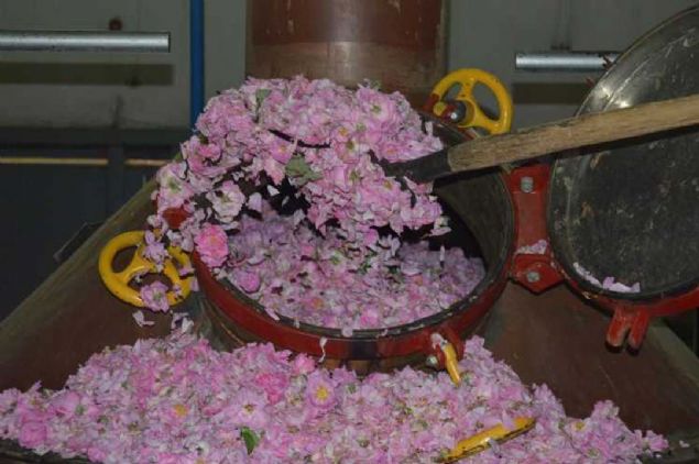 'Hibir kalnt sz konusu deil' Dalgal, gl ieklerini damtarak ekolojik ve konvansiyonel olmak zere iki eit gl ya rettiklerini syledi...  