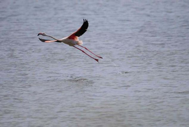 Yumurtadan ktktan sonra siyah ve fme renklerdeki tylere sahip olan yavru flamingolar, tuz karidesi olarak da bilinen bir tr eklem bacakl 'artemia salina' ile besleniyor.   