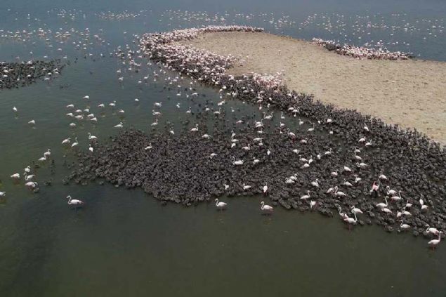 Yakn bir zamanda da kendi beslenmelerine balayacaklar. Yavrularmz bamsz olarak hareket etmeye baladlar, eyll ayna kadar bu ekilde devam edecekler eyll ayndan sonra ise bamsz bir fert olarak kendi hayatlarn devam ettirecekler. 
