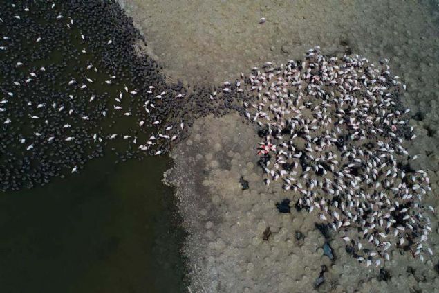 Yavru flamingolar yumurtadan ktktan 20 ila 25 gn sonra suyla tanyor.  