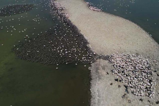 'Bu yl zmir Ku Cenneti'nde kulukaya yatan flamingolardan 15 binin zerinde yavru ktn tahmin ediyoruz. Yavrular, ebeveynlerinin beslemesiyle hayatlarn devam ettiriyorlar. 