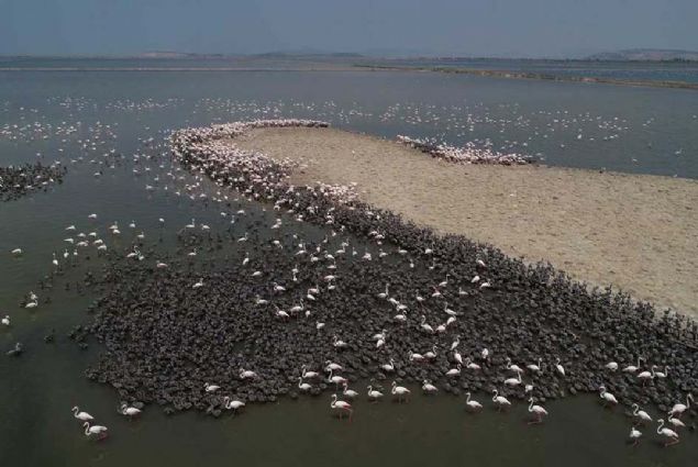 Kuluka srecinde yavrularna dnml olarak bakan flamingo iftleri, yavrularn beslemek iin yine birlikte mcadele veriyor.   