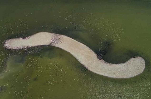  Gediz Deltas'nda reyen flamingolarn byk bir ksm burada kalyor, kk bir ksm ise Kuzey Afrika ve Bat Avrupa'ya g ediyor.'   