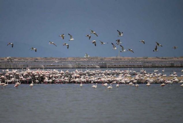 Dnyann en bykleri arasnda gsterilen yapay adada 30 ila 32 gnlk kulukay tamamlayan 15 bini akn yavru, yumurtalarnn kabuklarn krarak hayata 'Merhaba' dedi.   