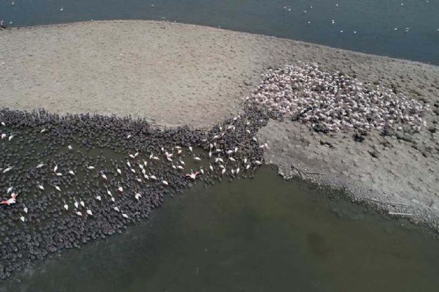 Yeni doan yavrularn suda toplu olarak bulunduklar yere ise 'kre' ad veriliyor.   