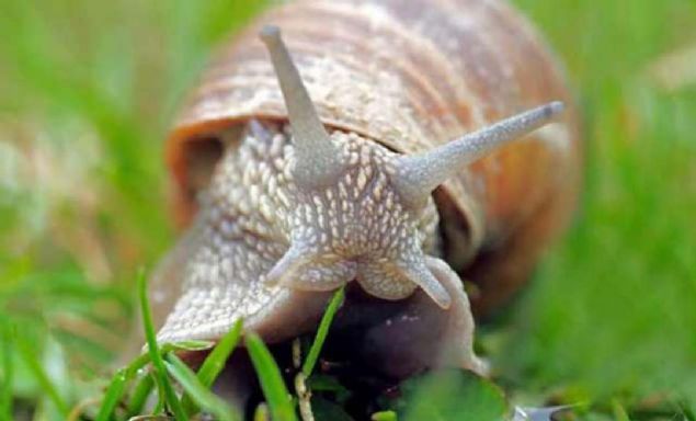 Pennsylvania niversitesi, Lehigh niversitesi ve Kore Bilim ve Teknoloji Enstitsndeki bilim insanlar, salyangoz mukozasndan esinlenerek sper yaptrc benzeri bir malzeme rettiklerini duyurdular.    