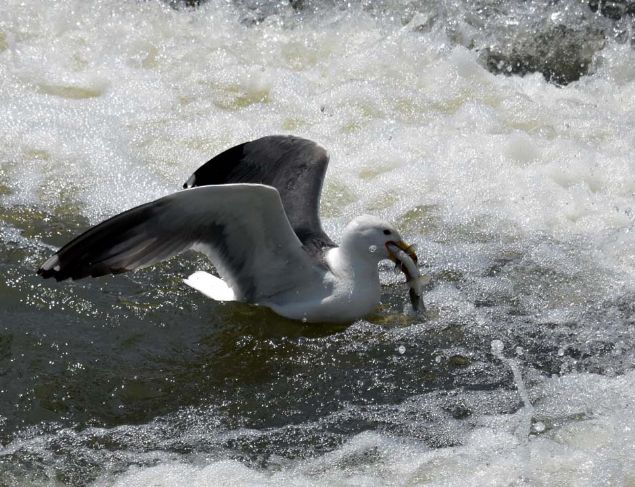 Dnyada yalnzca Van Gl'nde yaayan ve 15 Nisan-15 Temmuz aras reme dnemleri olduu iin avlanma yasa bulunan inci kefalleri bu dnemde Van Gl'nden karak tatl sulara g ediyor. 
