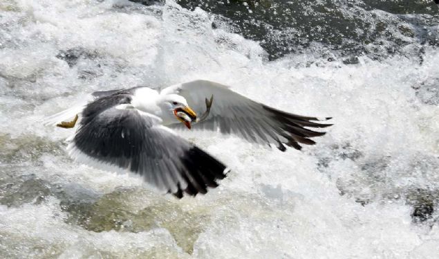 Nesli koruma altnda olan inci kefalleri boylarn aan engelleri uarak aarken, martlar da onlar avlamak iin bekliyor. 