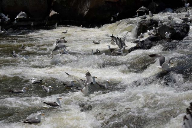 remek iin youn aba sarf eden balklar, Alaska'daki Somon balklar gibi suyun aknn tersine yzerek engelleri ayor.  